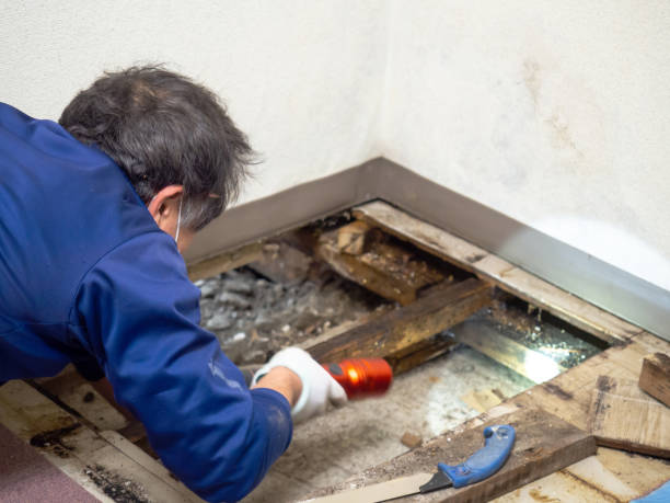 Why You Should Choose Our Mold Remediation Services in Sun Prairie, WI